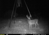 Whitetail1