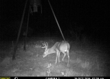 Whitetail2